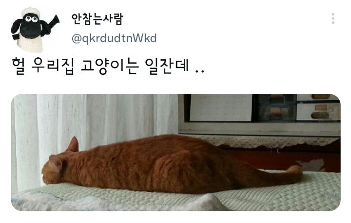 나만 없어 고양이.twt | 인스티즈