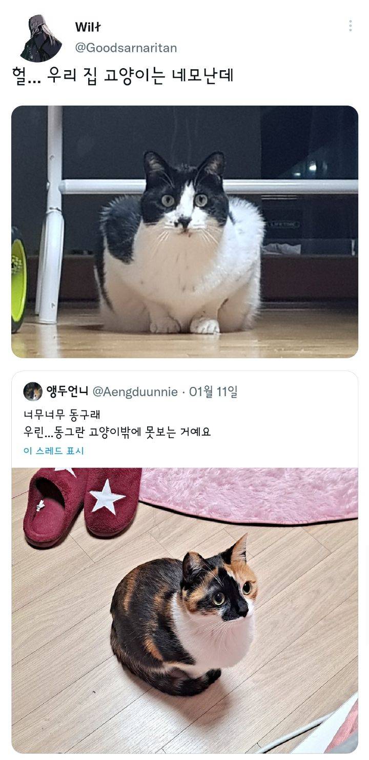 나만 없어 고양이.twt | 인스티즈