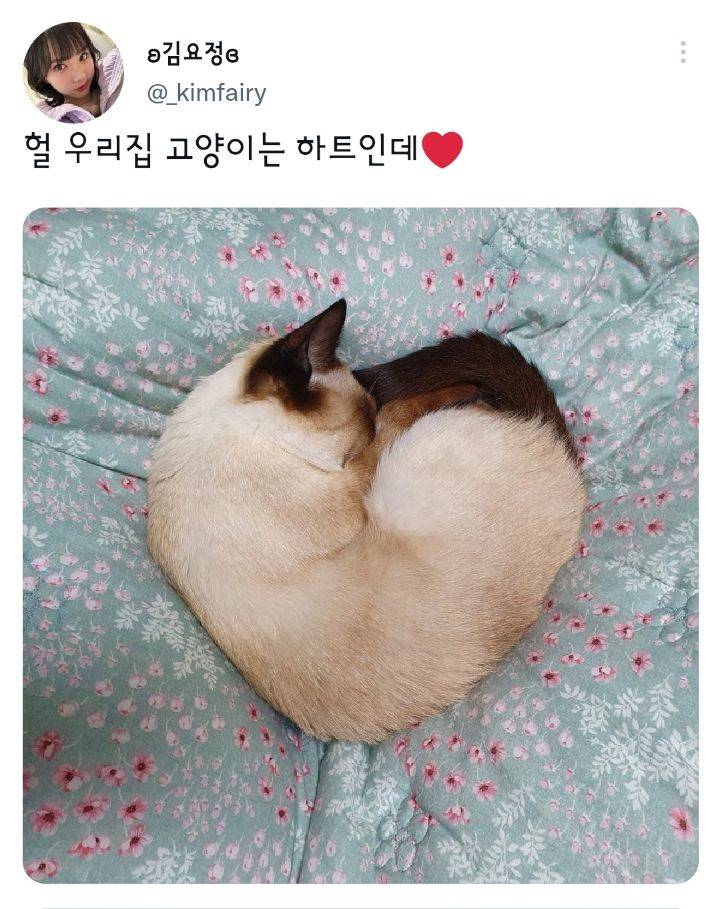 나만 없어 고양이.twt | 인스티즈