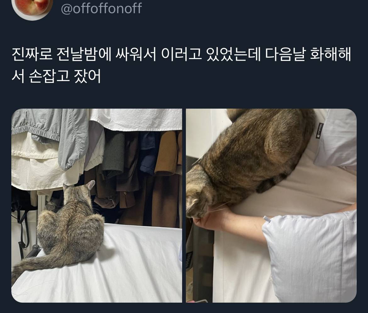 어떻게 건장한 성인여자가 고양이랑 진심으로 싸울 수 있냐 | 인스티즈