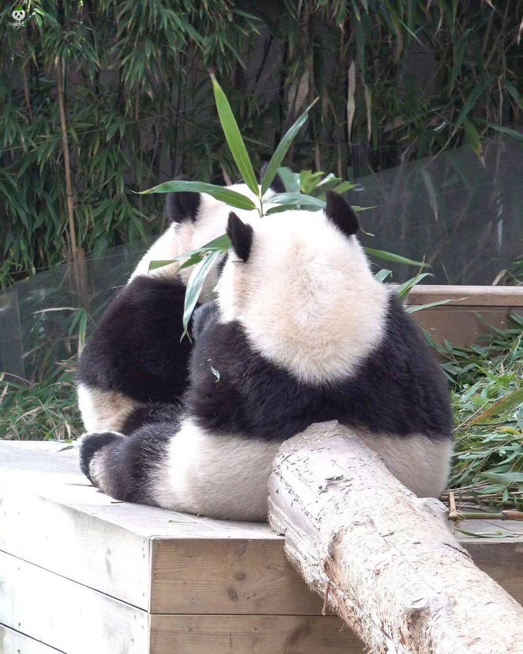 서로 마주앉아서 밥먹는 아기곰🐼 루후💜🩷 | 인스티즈