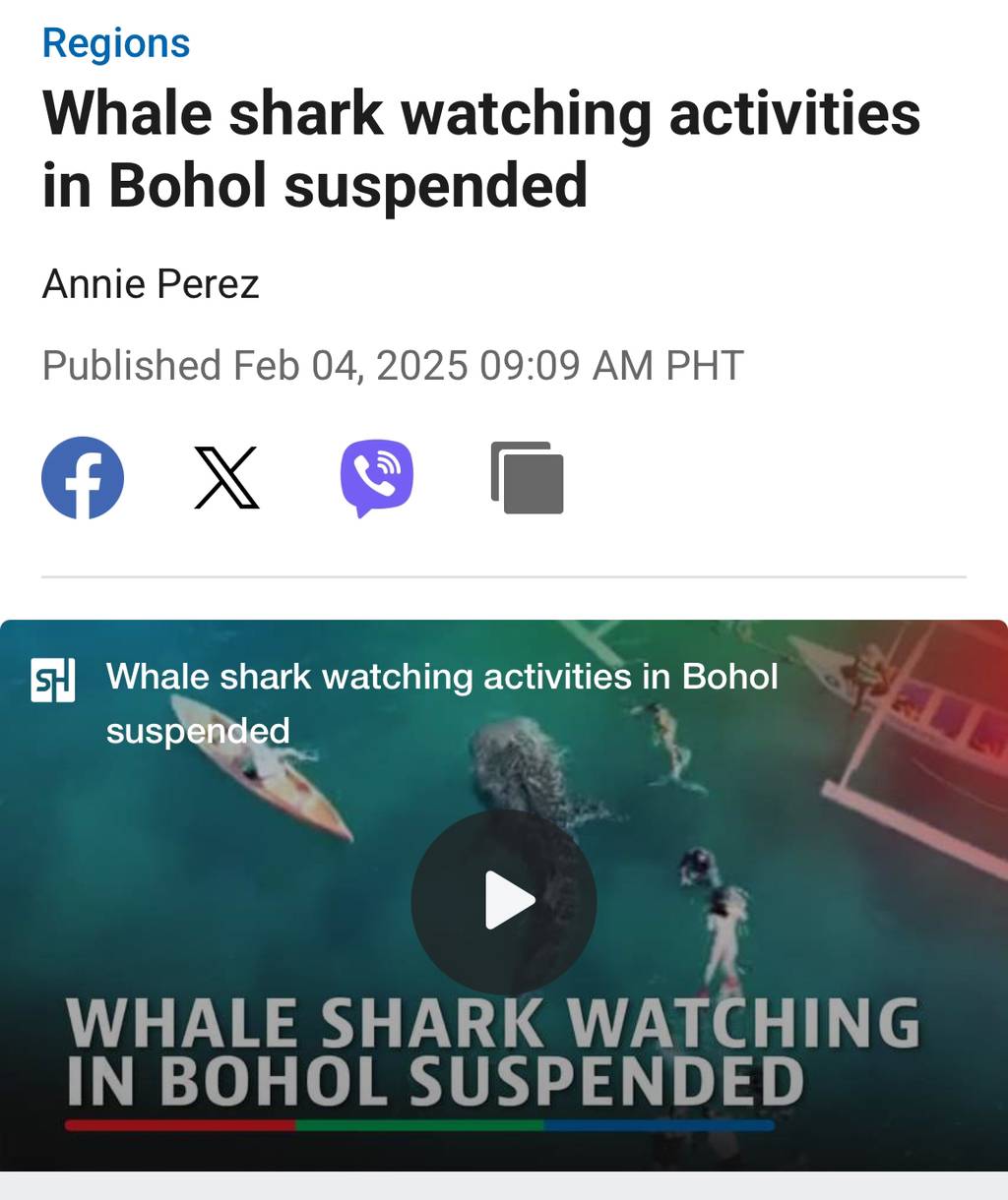 (‼️보홀 고래상어 중단) Whale shark watching activities in Bohol suspended | 인스티즈