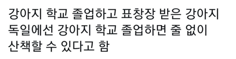 오늘부터 줄 없이 산책 가능한 강아지.jpg | 인스티즈