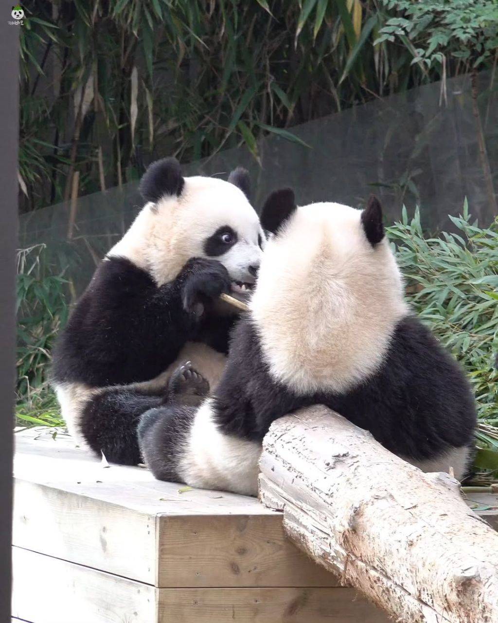 서로 마주앉아서 밥먹는 아기곰🐼 루후💜🩷 | 인스티즈