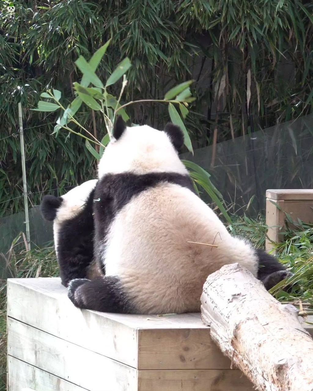 서로 마주앉아서 밥먹는 아기곰🐼 루후💜🩷 | 인스티즈