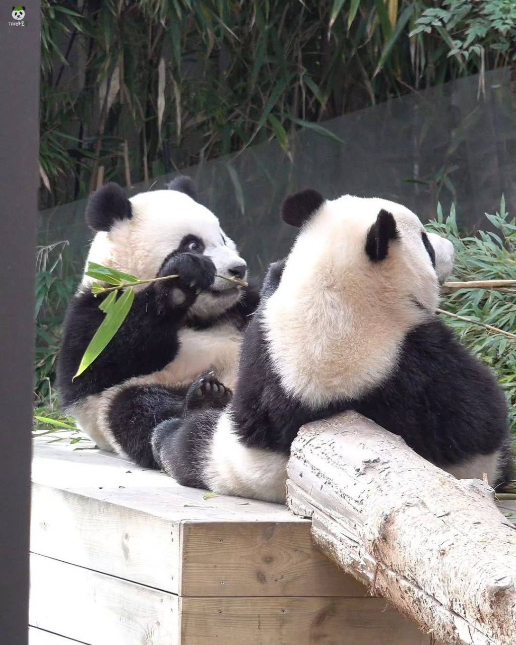 서로 마주앉아서 밥먹는 아기곰🐼 루후💜🩷 | 인스티즈