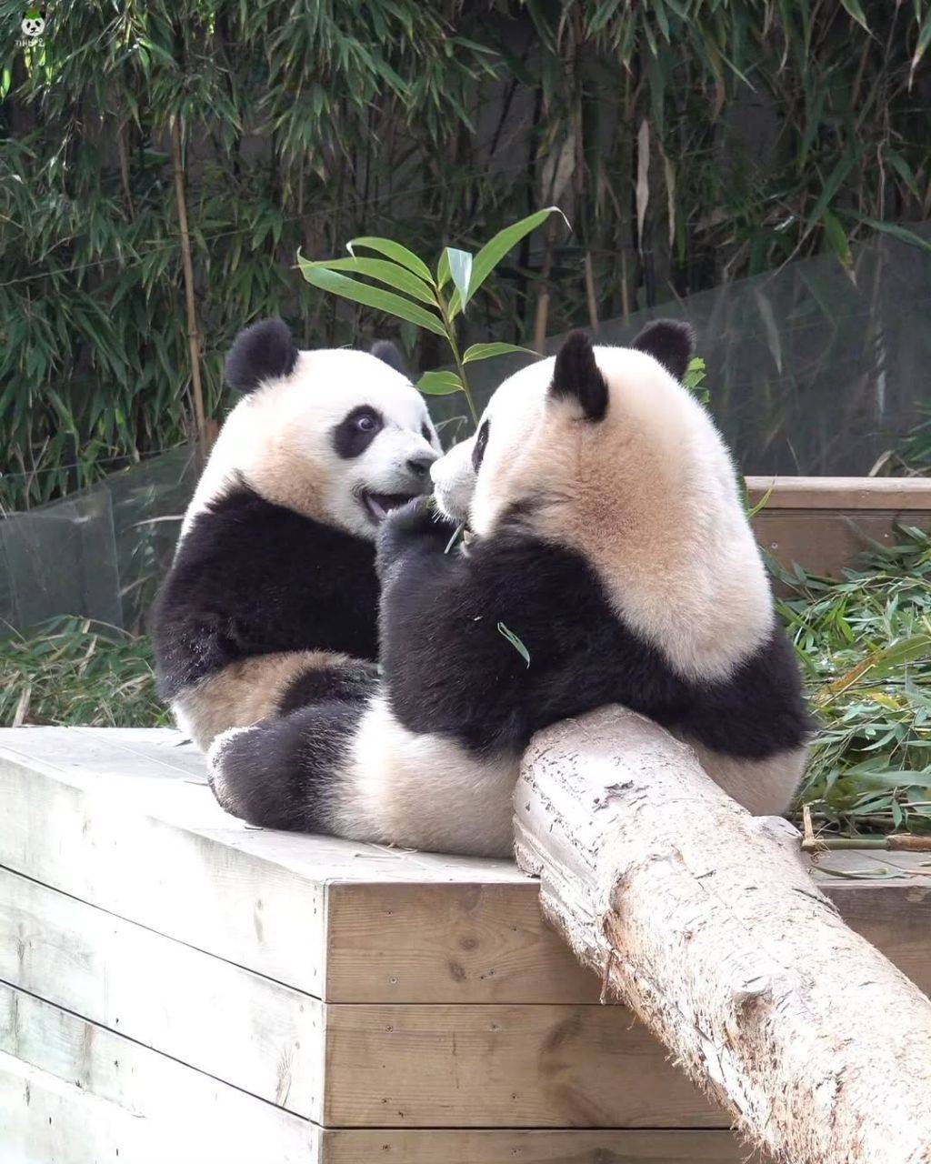 서로 마주앉아서 밥먹는 아기곰🐼 루후💜🩷 | 인스티즈