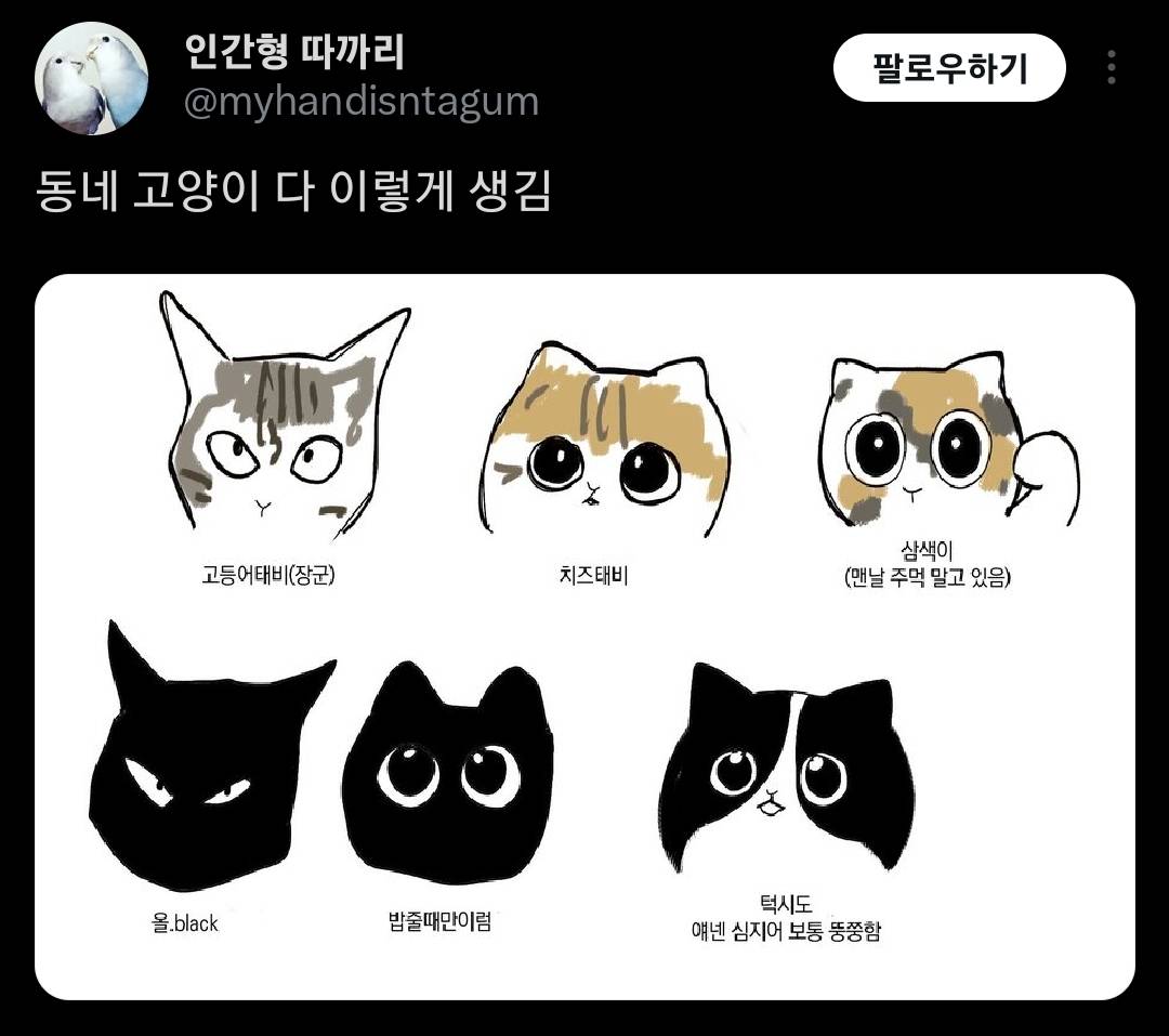 동네 고양이 다 이렇게 생김 | 인스티즈