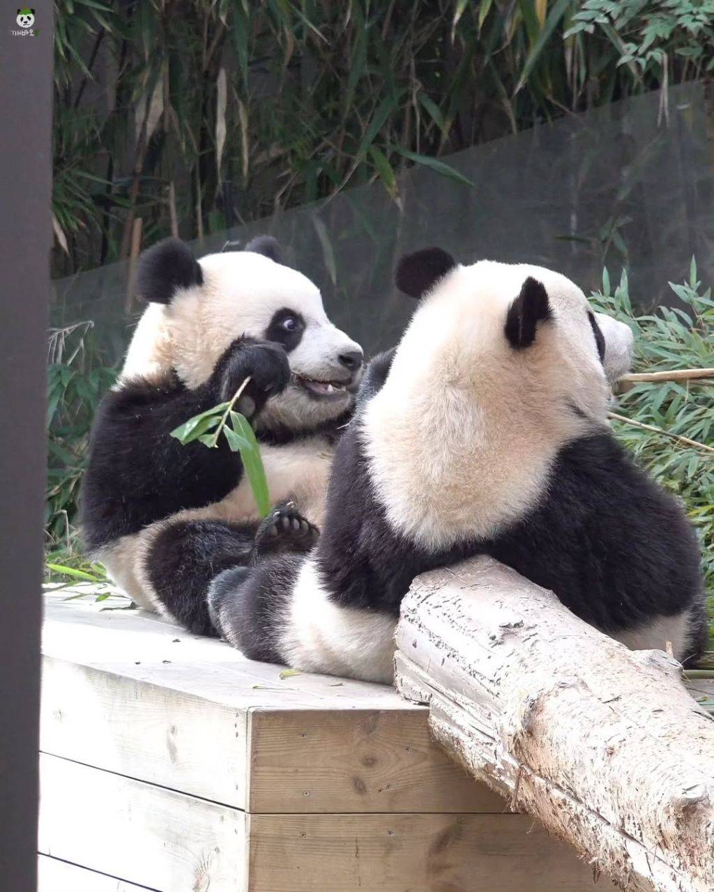 서로 마주앉아서 밥먹는 아기곰🐼 루후💜🩷 | 인스티즈