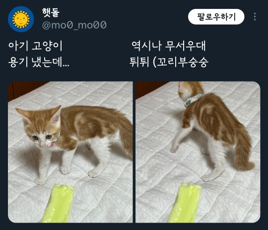 메로나 너무너무 무서움이 고양이 + 인용 | 인스티즈