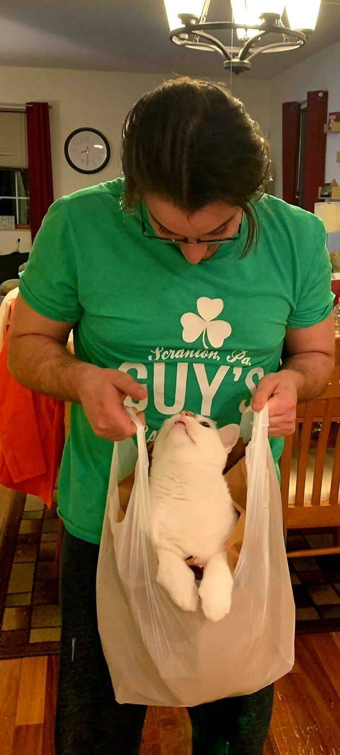 상자 비슷한것만 보면 일단 들어가는 고양이들 | 인스티즈