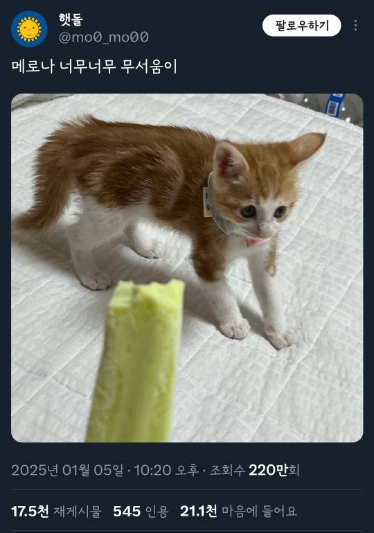 메로나 너무너무 무서움이 고양이 + 인용 | 인스티즈