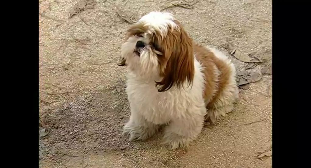 [시츄] 드라마 대장금에 나온 시츄.jpg | 인스티즈