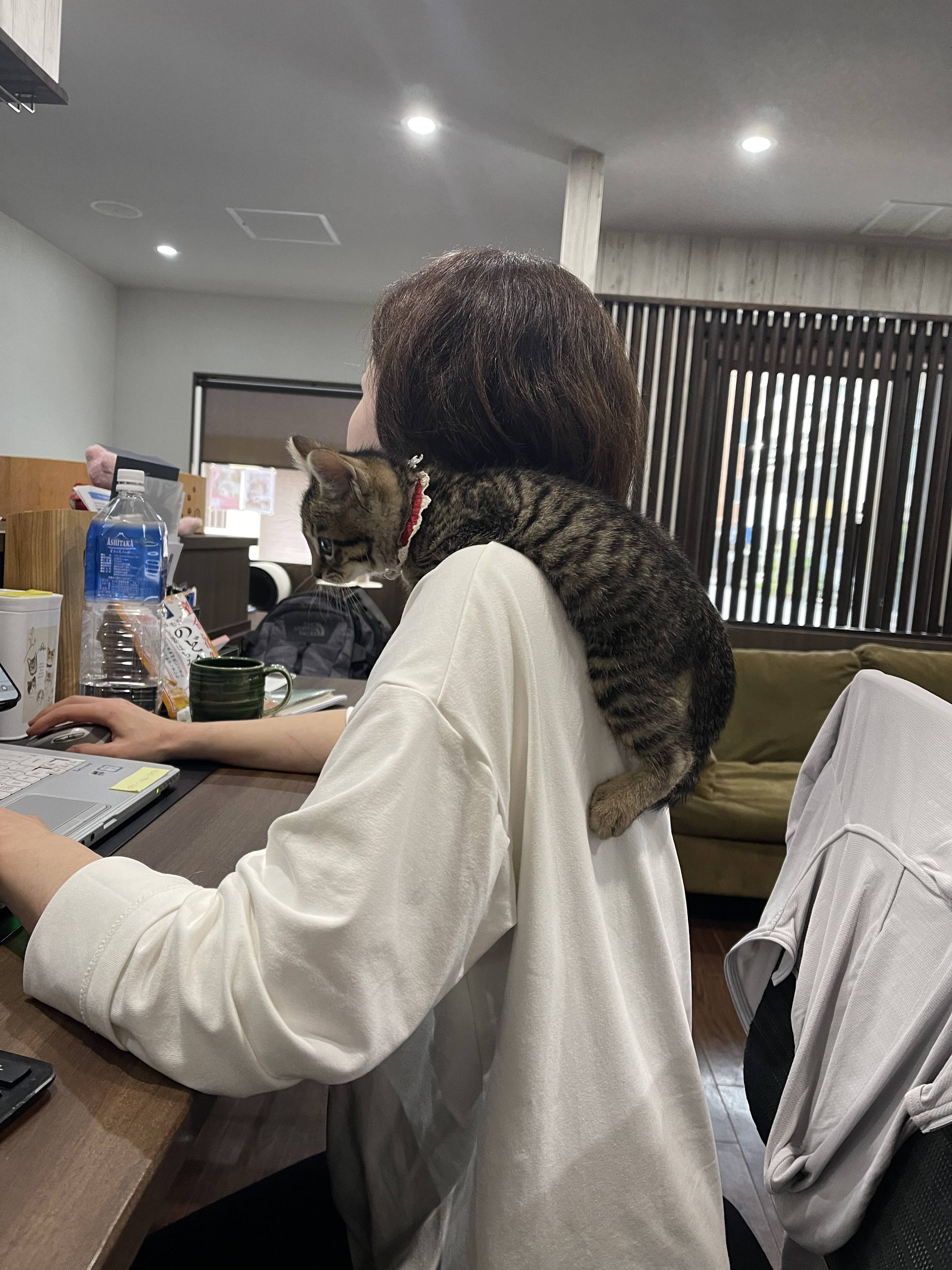 우리 회사는 온통 고양이 투성이예요.twt | 인스티즈