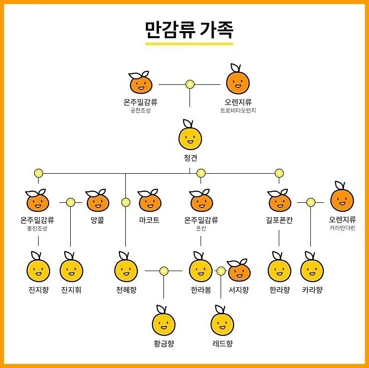 의외로 복잡하다는 감귤 족보 | 인스티즈