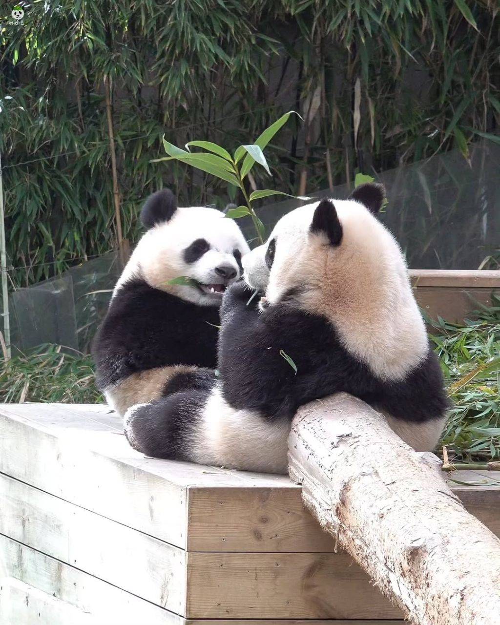 엔비디아 로봇 근황서로 마주앉아서 밥먹는 아기곰🐼 루후💜🩷 | 인스티즈