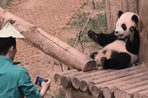 송바오 오바오와 함께 사진 찍는 루이바오 🐼 | 인스티즈