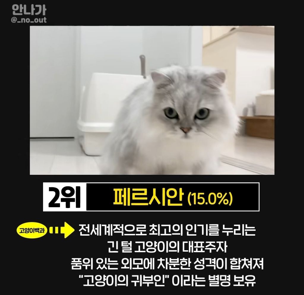 한국인이 가장 많이 키우는 고양이 | 인스티즈