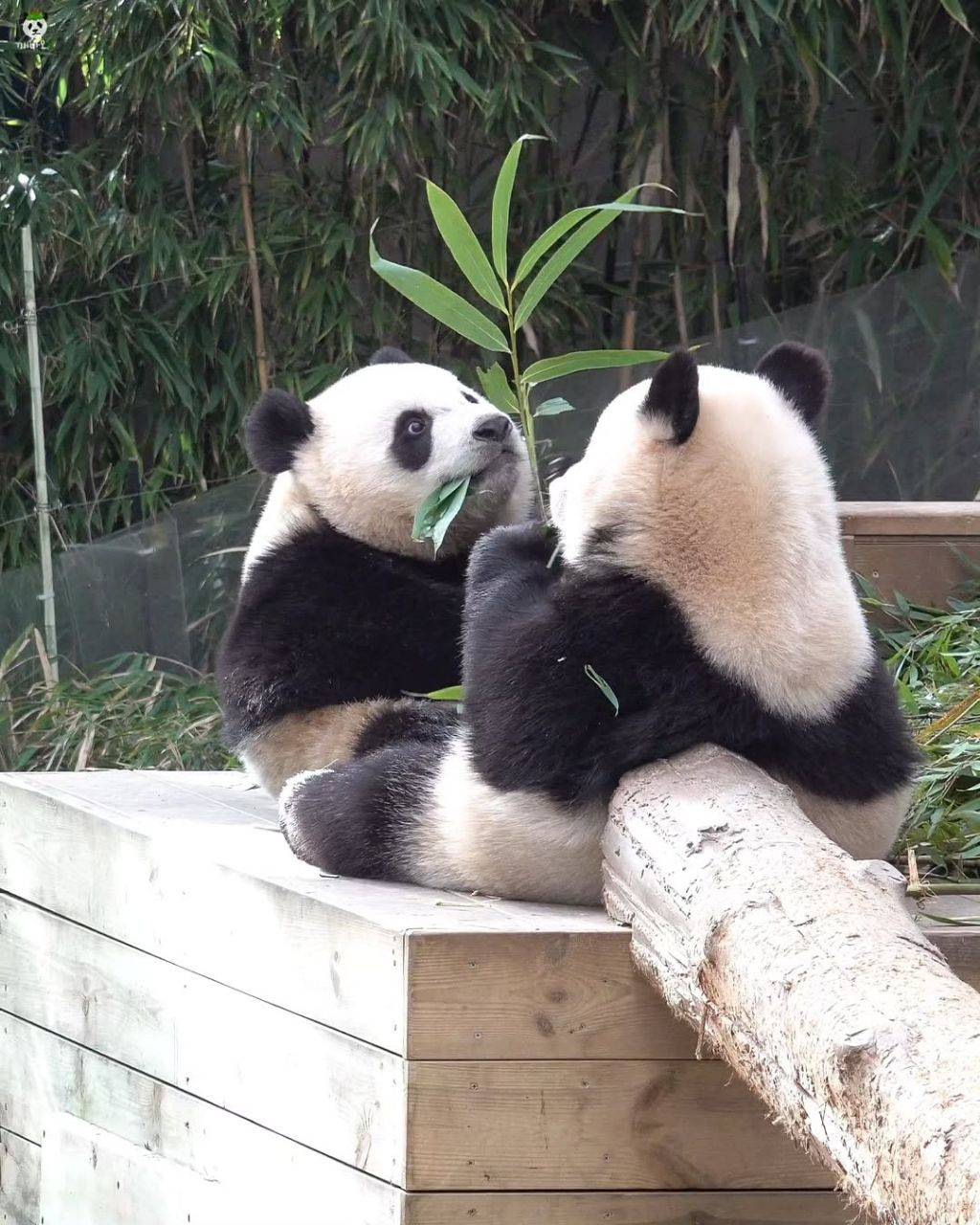 엔비디아 로봇 근황서로 마주앉아서 밥먹는 아기곰🐼 루후💜🩷 | 인스티즈