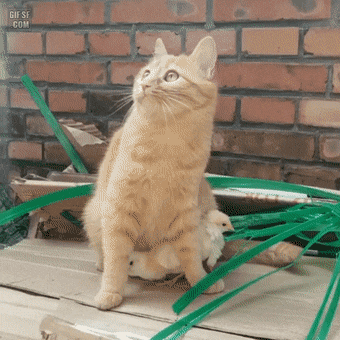 까마귀로부터 병아리를 지켜주는 고영이.gif | 인스티즈