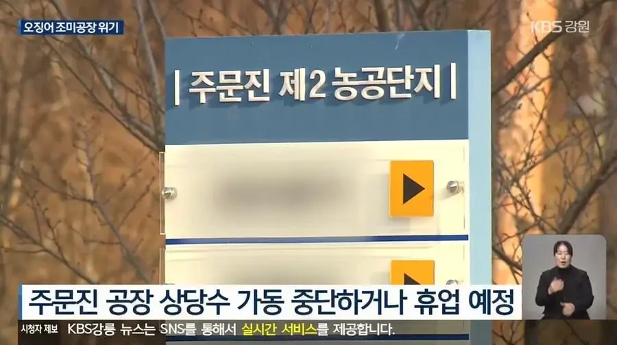 진미채 오징어 멸망각 근황 | 인스티즈