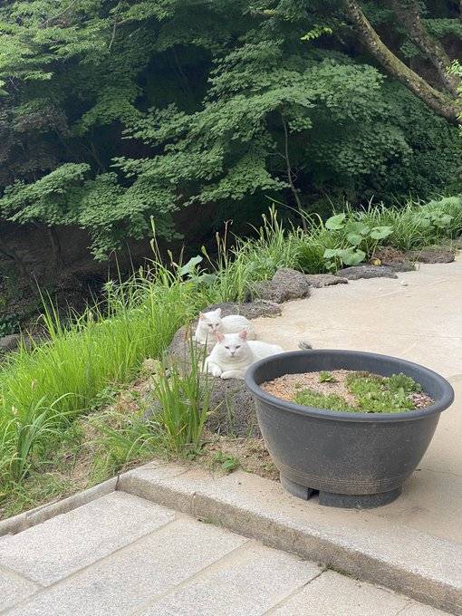 절에 사는 털찐 고양이 복길이.jpg | 인스티즈