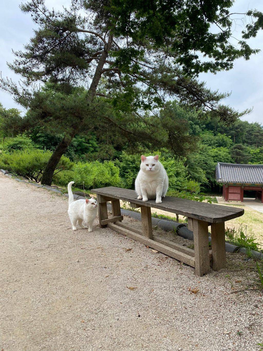 절에 사는 털찐 고양이 복길이.jpg | 인스티즈