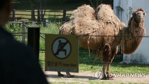 다시 봐도 어이 없는 메르스 때 낙타 격리 | 인스티즈