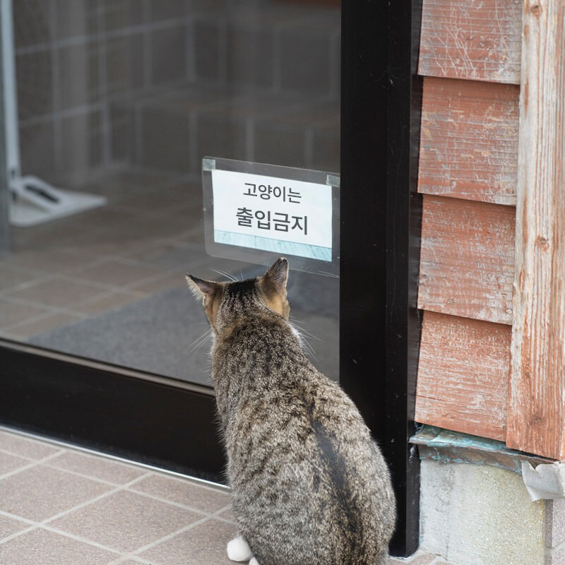 고양이 전용 안내문을 읽고있는 고양이 | 인스티즈