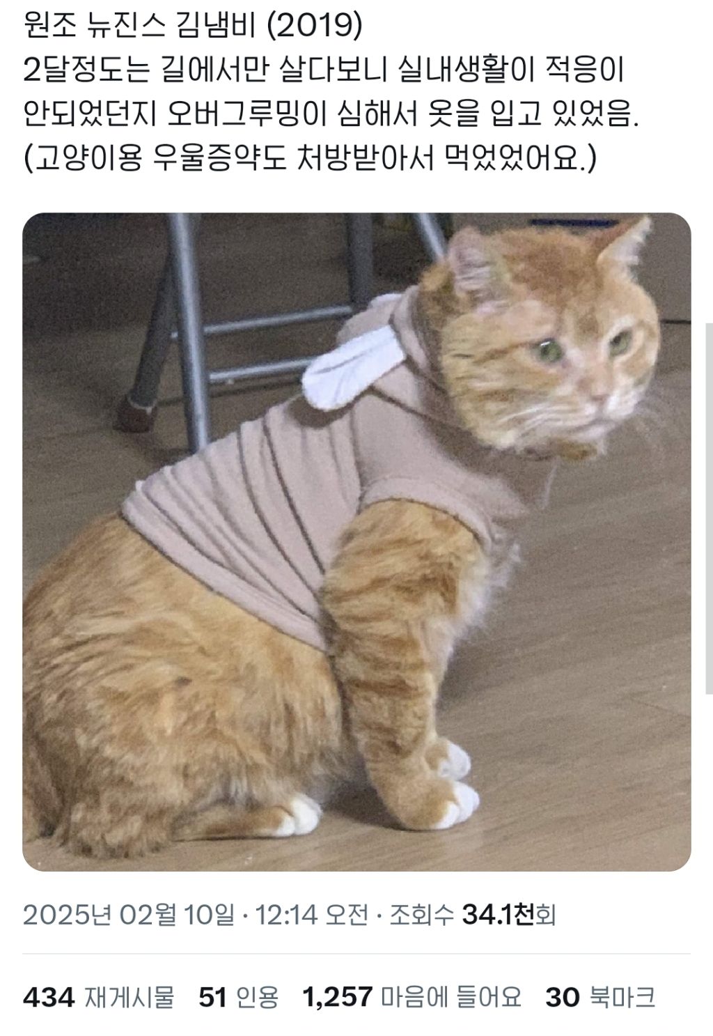 고양이용 우울증약 먹었던 김냄비냥이 | 인스티즈