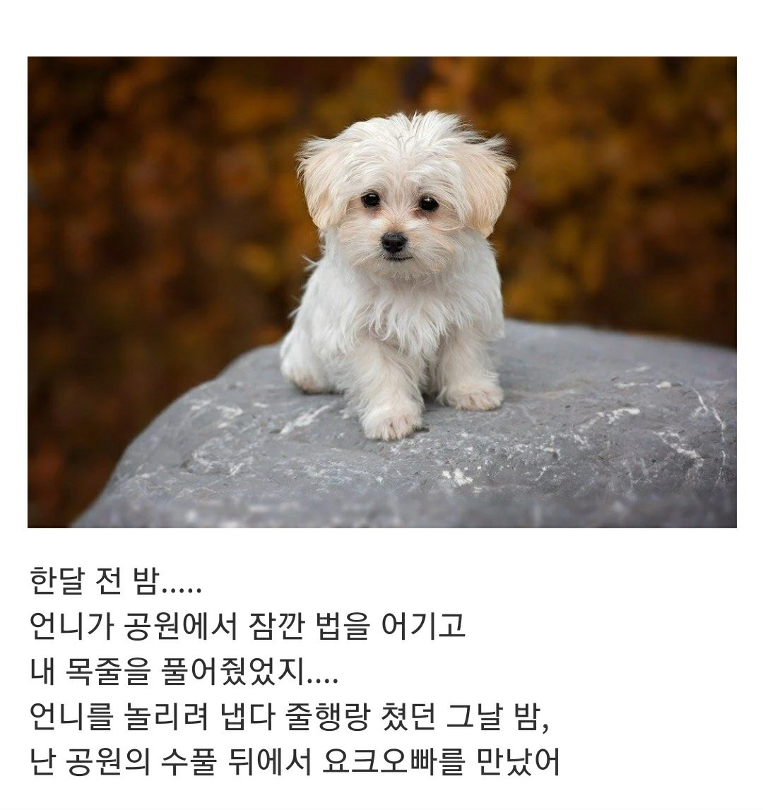 언니....... 나 그 오빠랑 결혼하고 싶어.............. | 인스티즈