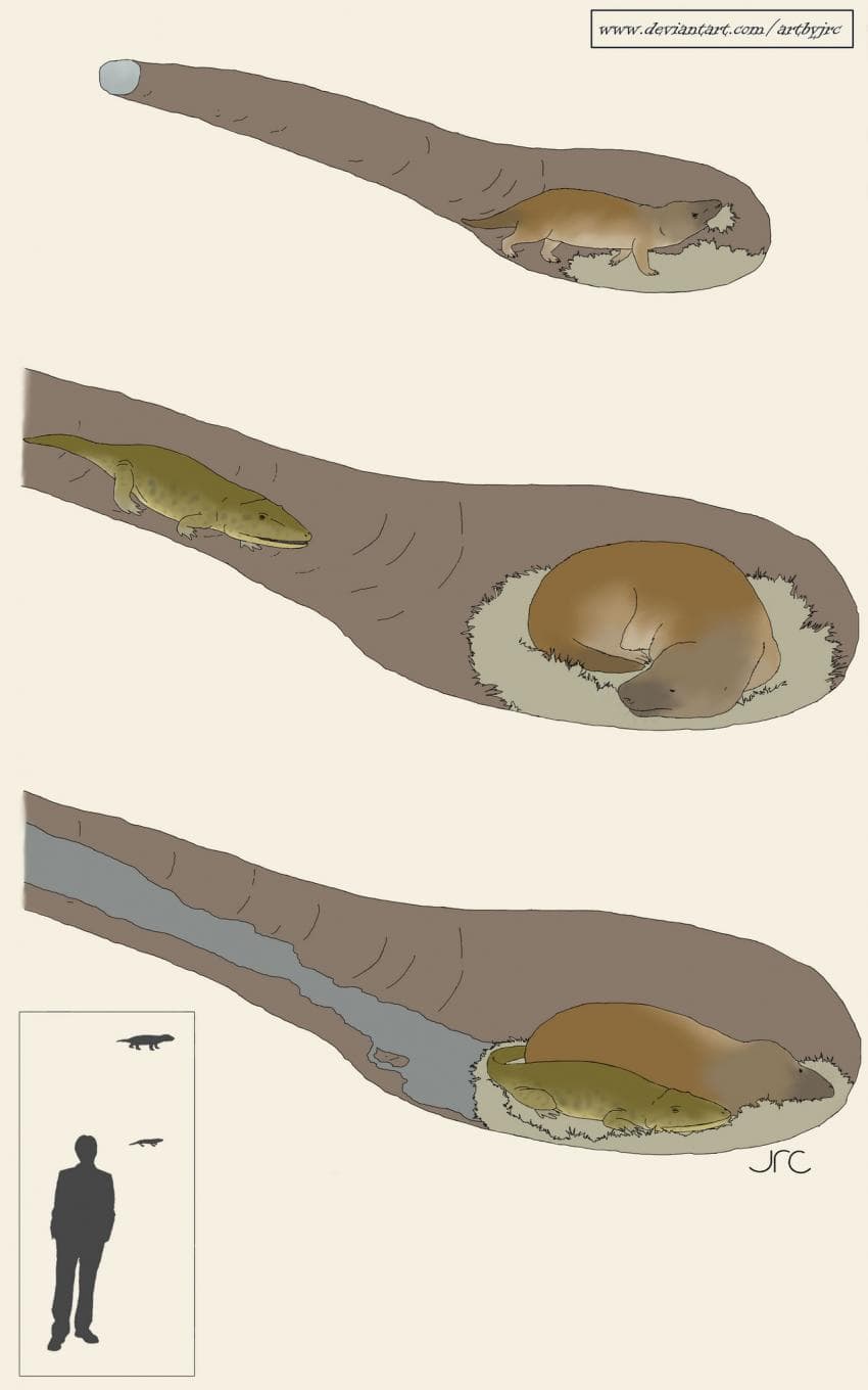 남아공에서 발견된 낭만 그잡채인 화석.jpg | 인스티즈