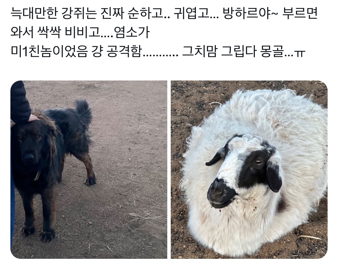 몽골에 가면 생각 정리 하게 돼서 참 좋아.twt | 인스티즈