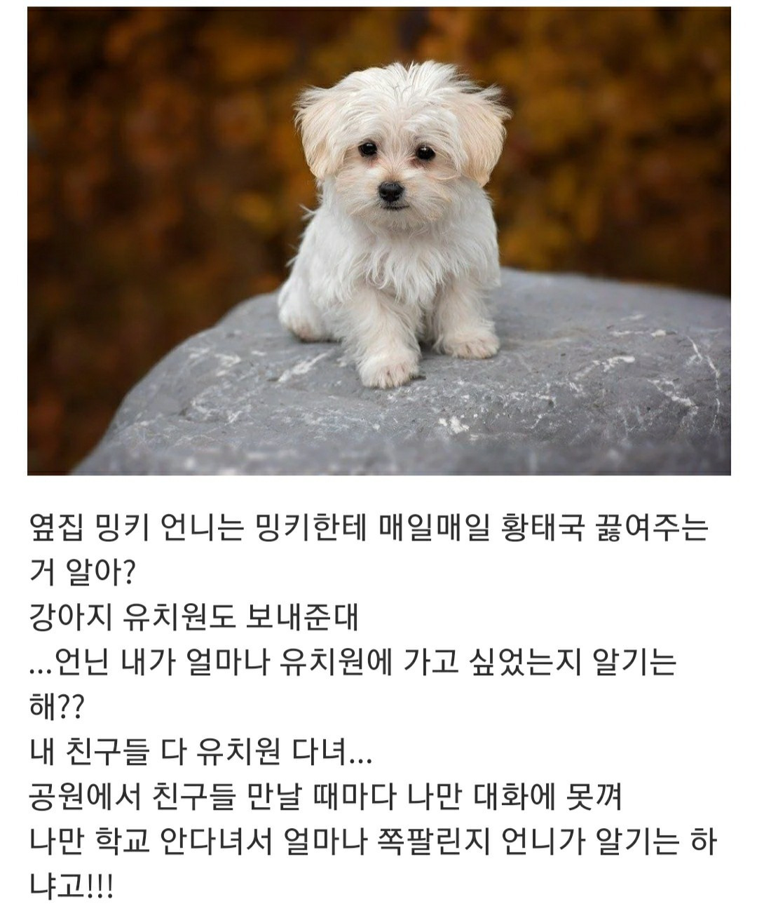 언니....... 나 그 오빠랑 결혼하고 싶어.............. | 인스티즈