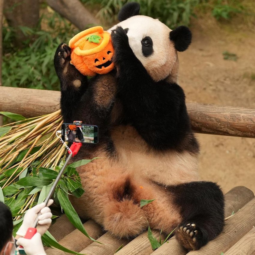 호박가방이 맘에 들었던 푸바오 🐼 | 인스티즈