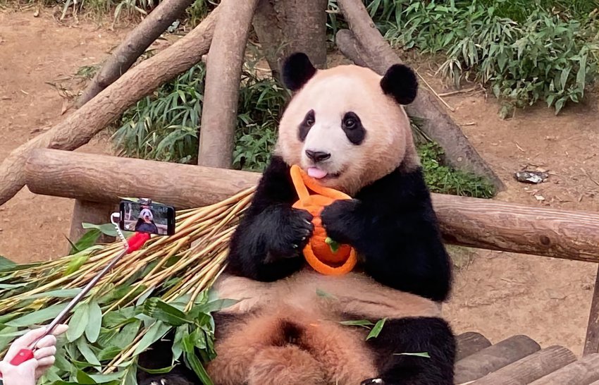 호박가방이 맘에 들었던 푸바오 🐼 | 인스티즈