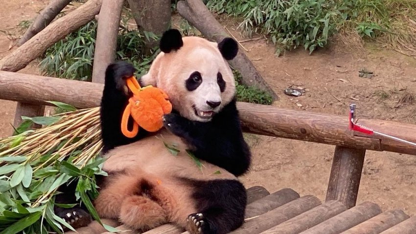 호박가방이 맘에 들었던 푸바오 🐼 | 인스티즈