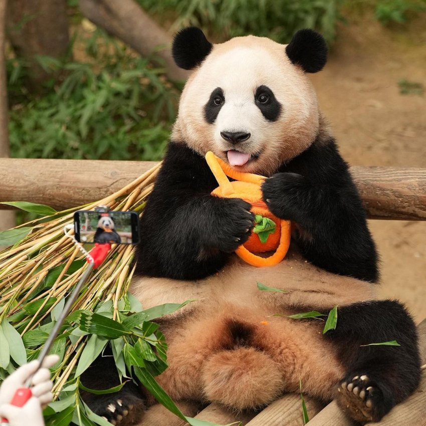 호박가방이 맘에 들었던 푸바오 🐼 | 인스티즈