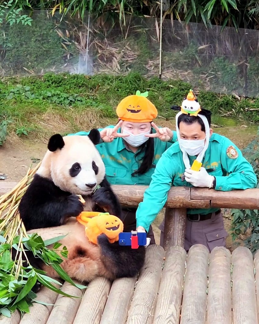 호박가방이 맘에 들었던 푸바오 🐼 | 인스티즈