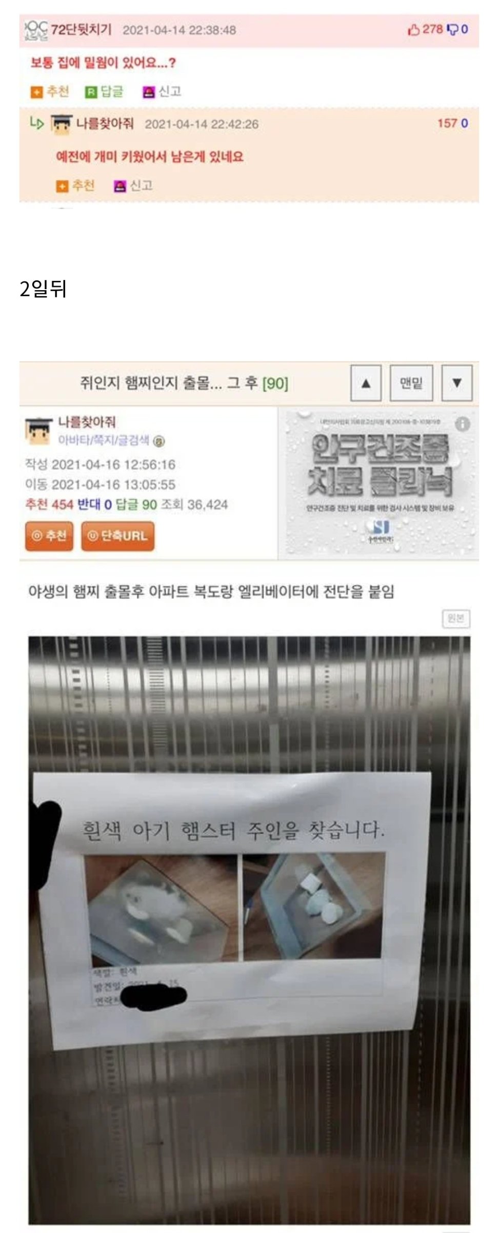 집에서 쥐가 나왔는데 이거 햄스터 같기도 하고 뭘까요 | 인스티즈