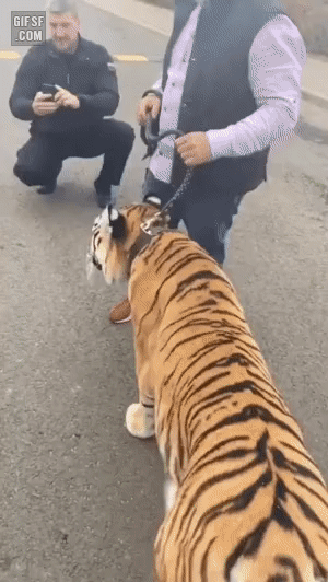 산책 가능한 고양이 | 인스티즈