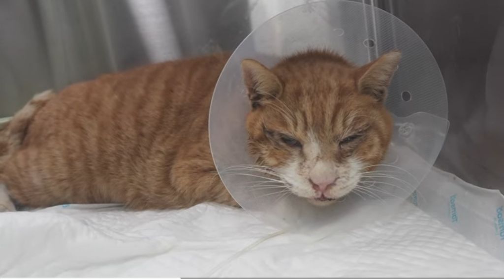 얼어 죽어가는 길냥이 구조한 캠퍼 | 인스티즈