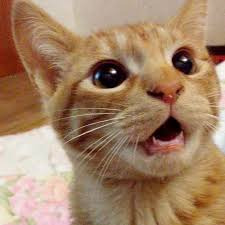 별걸 다 파는 세스코 | 인스티즈