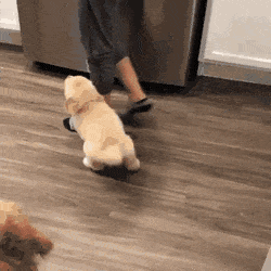 강아지 키우는 사람들이 행복해하는 이유중 하나.gif | 인스티즈