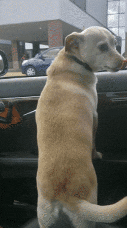 강아지 키우는 사람들이 행복해하는 이유중 하나.gif | 인스티즈