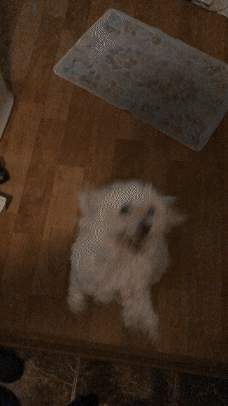 강아지 키우는 사람들이 행복해하는 이유중 하나.gif | 인스티즈