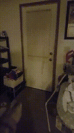 강아지 키우는 사람들이 행복해하는 이유중 하나.gif | 인스티즈