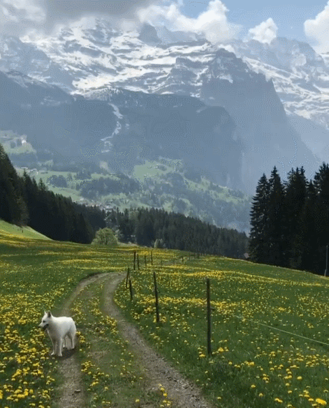 스위스 산책 뷰 | 인스티즈