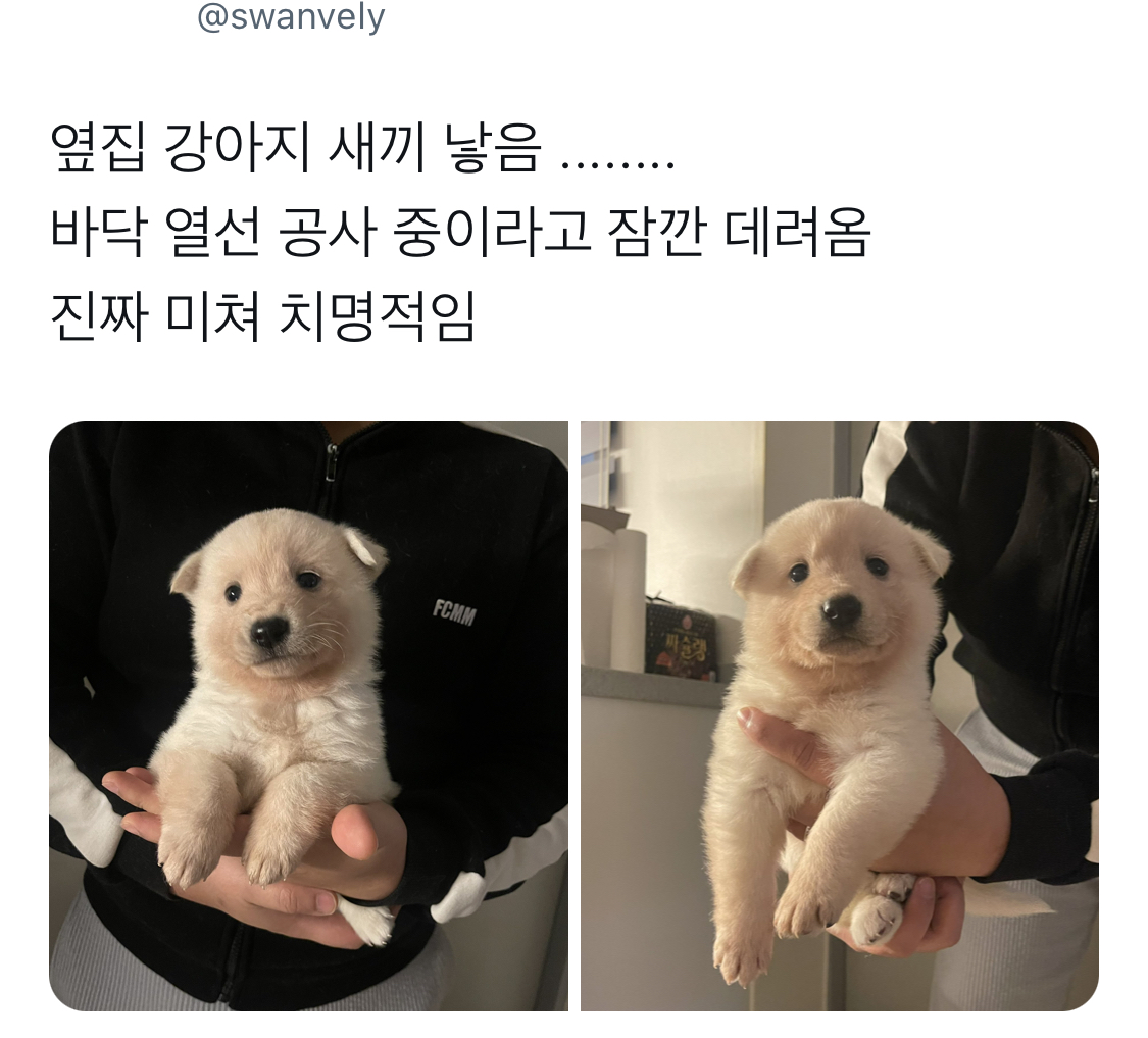 옆집 강아지 새끼 낳음...twt | 인스티즈