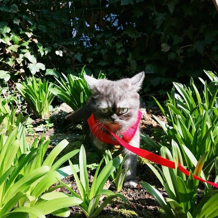 '심술궃게 생기고 못생겨서' 오랫동안 입양되지 못했던 고양이 | 인스티즈